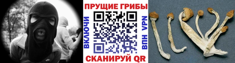 Псилоцибиновые грибы Cubensis  OMG ссылка  Курильск  где купить наркоту 
